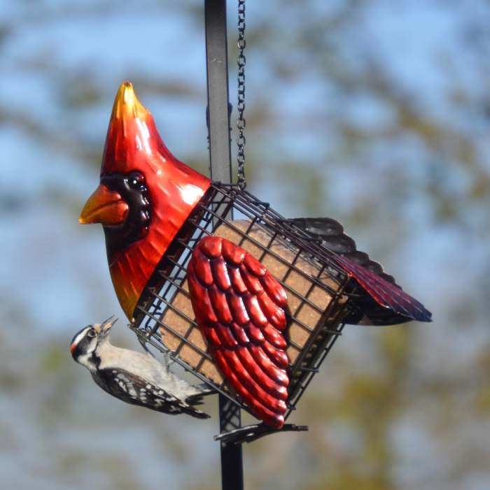Deluxe Suet Cage Feeder Cardinal